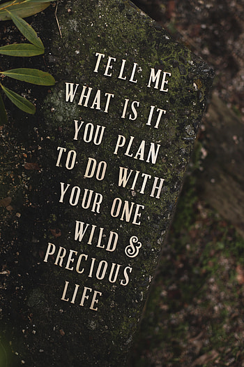 Rock, Plant, Words, Stone, Phrase, Inscription HD phone wallpaper