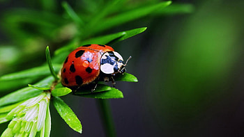 Plant, Macro, Insect, Ladybird, Ladybug HD wallpaper