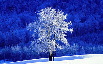 Alone in the ze, winter, frost, white, alone, landscape, , tree, snow, , nature, forest, ze HD wallpaper