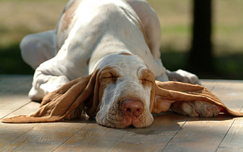 Animals, To Lie Down, Lie, Dog, Muzzle, Ears, Sleep, Dream HD wallpaper