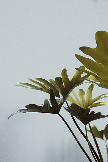 Flowers, Leaves, Indoor Plant, Houseplant, Monstera HD phone wallpaper