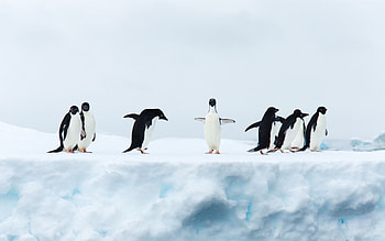 Best penguin Mac , High-definition s, perfection, Penguin love HD wallpaper