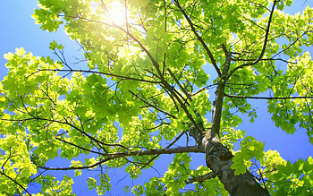 Landscape, Trees, Leaves, Sun HD wallpaper