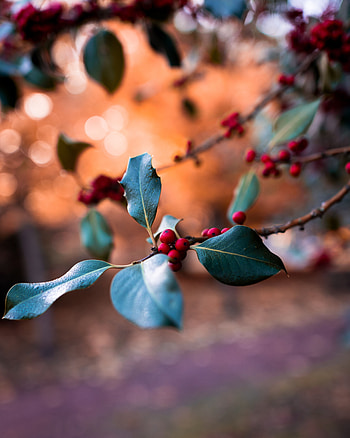 Berries, Macro, Blur, Smooth, Branch HD phone wallpaper