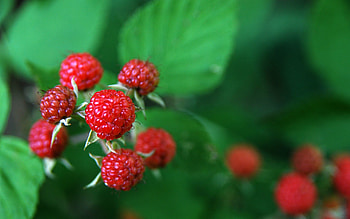 Food, Raspberry, Berry HD wallpaper