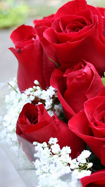 Beautiful Flowers Roses, Rose, Bouquet, red rose HD phone wallpaper