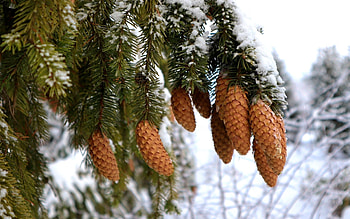 Fir Cones, Latvia, spruce, fir, cones, winter HD wallpaper