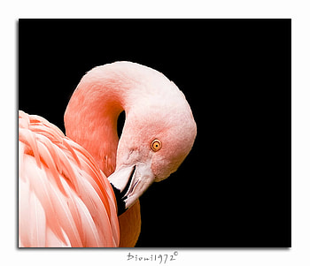 Grooming Time, pink, birds, flamingo, exotic HD wallpaper