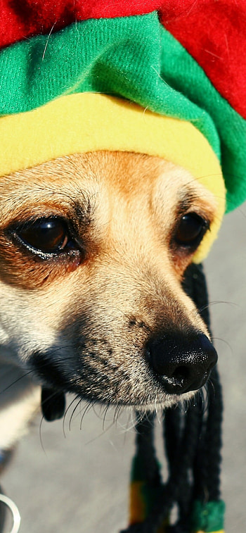 Loyal dog companion, Rasta-inspired, Vibrant colors, Reggae vibes HD phone wallpaper