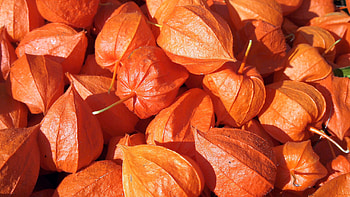 Physalis, Colorful , graphy capture, Stunning visuals HD wallpaper