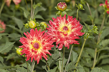 Flowers, Close-Up, Flower Bed, Flowerbed, Dahlias, Sharpness HD wallpaper