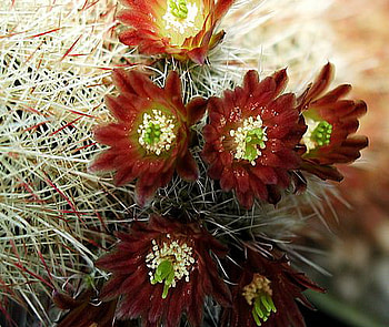 cactus, bloom, red, flower HD wallpaper