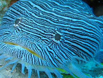 Blue Fish, blue, fish HD wallpaper