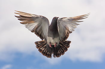 Graceful dove captured mid-flight with wings fully spread against a clear blue sky. HD wallpaper