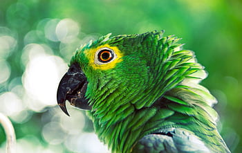 Detailed close-up of a green parrot with striking eye and plumage. Perfect for wildlife and nature themes. HD wallpaper