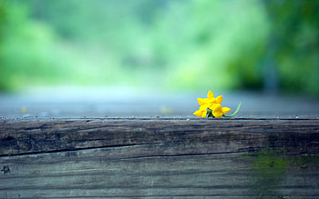 Flower, Macro, Blur, Smooth HD wallpaper