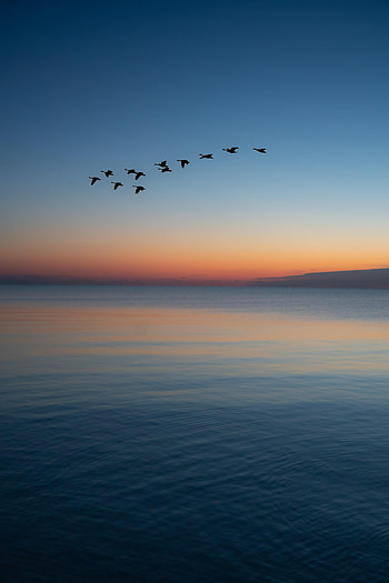 Nature, Birds, Water, Sunset, Twilight, Dusk, Flock HD phone wallpaper
