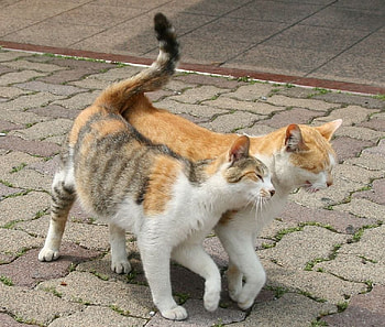 time for love, couple, cats, tender, love HD wallpaper
