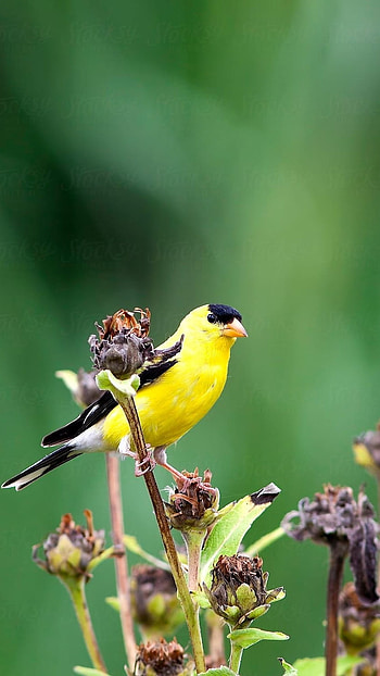 Canary, Yellow HD phone wallpaper