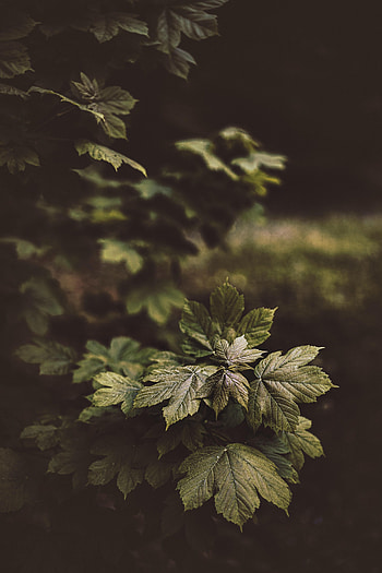 Nature, Leaves, Bush, Plant, Glossy HD phone wallpaper