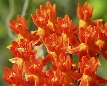 flowers in orange colours, garden, nature, flowers, orange HD wallpaper