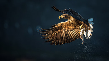 Eagle, Animal, Bird Of Prey, Bird, Flying, Birds HD wallpaper