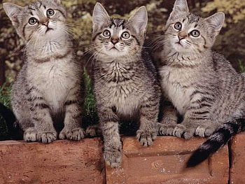 Three cute kittens, cats, cute, cat, kittens HD wallpaper