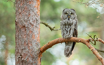 Owl, nature, bird, tree, Sweden HD wallpaper