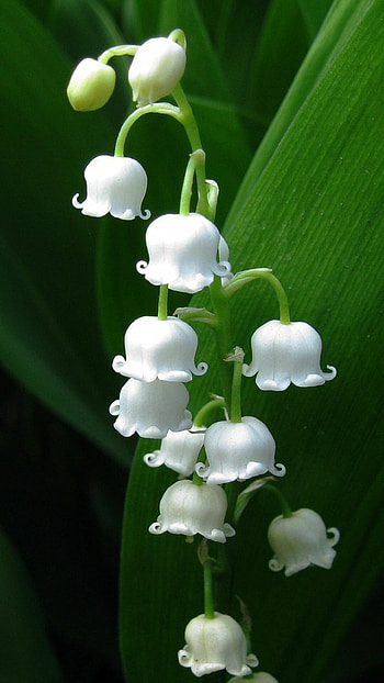 Lily of the Valley, Nature's beauty, Vikings inspiration, Delicate flowers HD phone wallpaper
