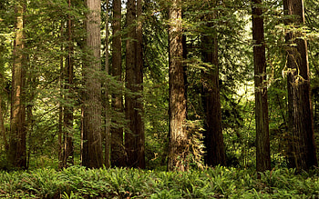 Redwood , Captivating nature, Serene backgrounds, Forest beauty HD wallpaper