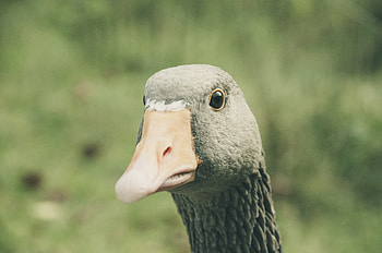 Animals, Bird, Beak, Goose HD wallpaper
