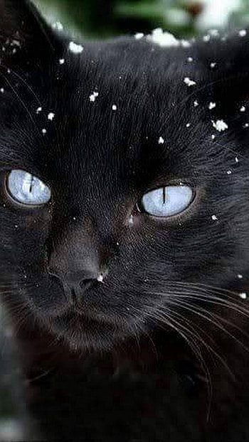 Black Cat, Adorable Kitty HD phone wallpaper