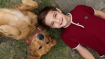 A Dog's Purpose, Touching movie, Emotional connection, Life lessons HD wallpaper