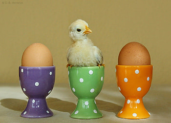 Breakfast?, chiken, colors, brakfast, eggs HD wallpaper