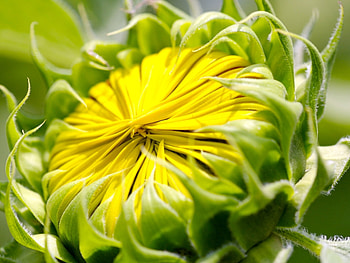 Plants, Flowers HD wallpaper