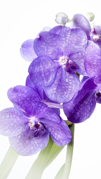 Vanda Orchid, Beautiful, Flowers HD phone wallpaper