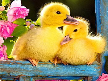 young ducks, puppies, ducks, yellow, animals HD wallpaper