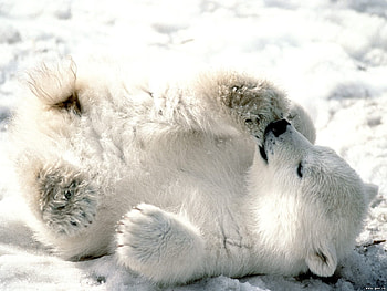 Animals, Snow, Bears HD wallpaper