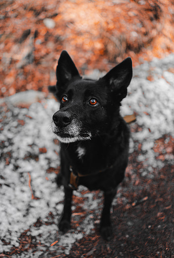 Animals, Dog, Muzzle, Pet, Sight, Opinion HD phone wallpaper
