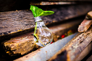 A light bulb filled with water and a plant symbolizes creativity and innovation in reuse. HD wallpaper