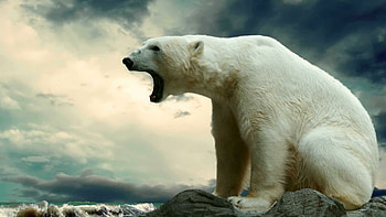 White bears, Snowy landscapes, Arctic dwellers, Frozen beauty HD wallpaper