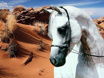 Desert Horse, white arabians, plants, arabians, sky, nature, snakes HD wallpaper