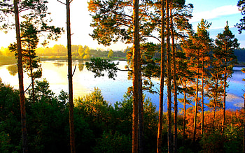 EVENING SUNLIGHT, river, sunlight, forest, sunset HD wallpaper