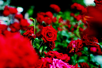 Rose, nature, red, flower HD wallpaper