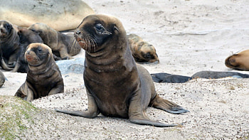 Animals, Beautiful, Stroll, Flock, Seal HD wallpaper