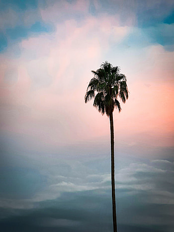 Palmera, bosque, cielo, parque, paisaje, nubes HD phone wallpaper