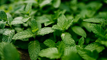 Pruning mint plants, Plant care tips, Encouraging growth, Bushy foliage HD wallpaper