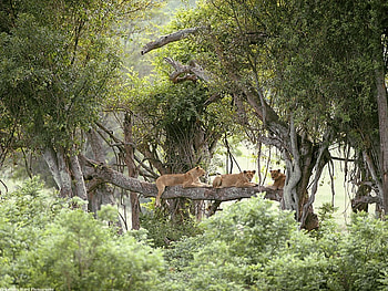 lioness on log, trees, cool, lazing HD wallpaper