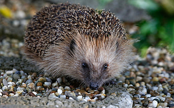 Hedgehog, animal, pebbles, small HD wallpaper