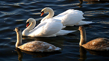 Prosperous Family, lakes, loving, white, warm, water, beauty HD wallpaper